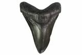 Fossil Megalodon Tooth - Georgia #144326-1